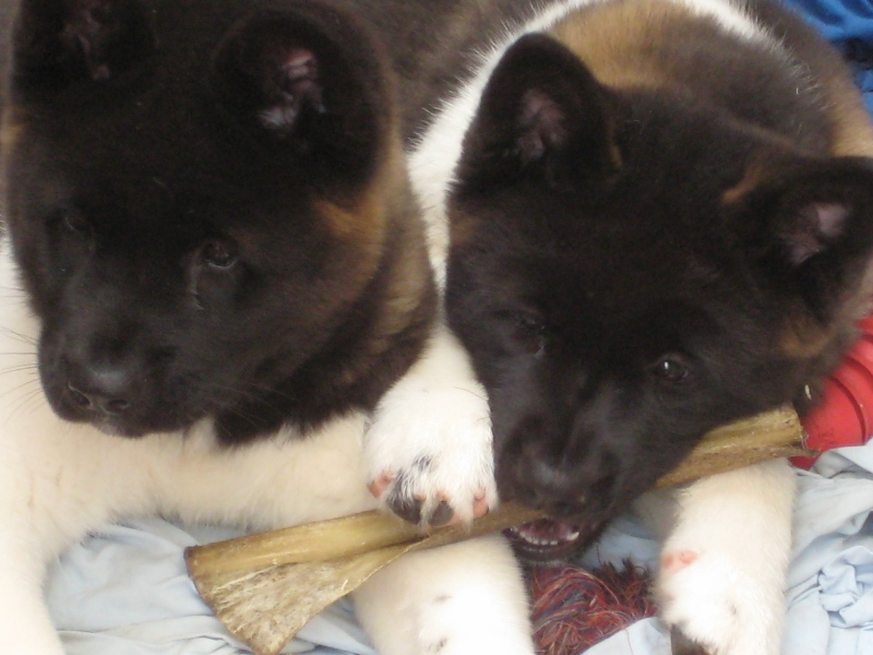 Pups